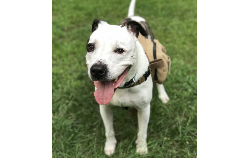 Dog wearing vest while sitting on grass