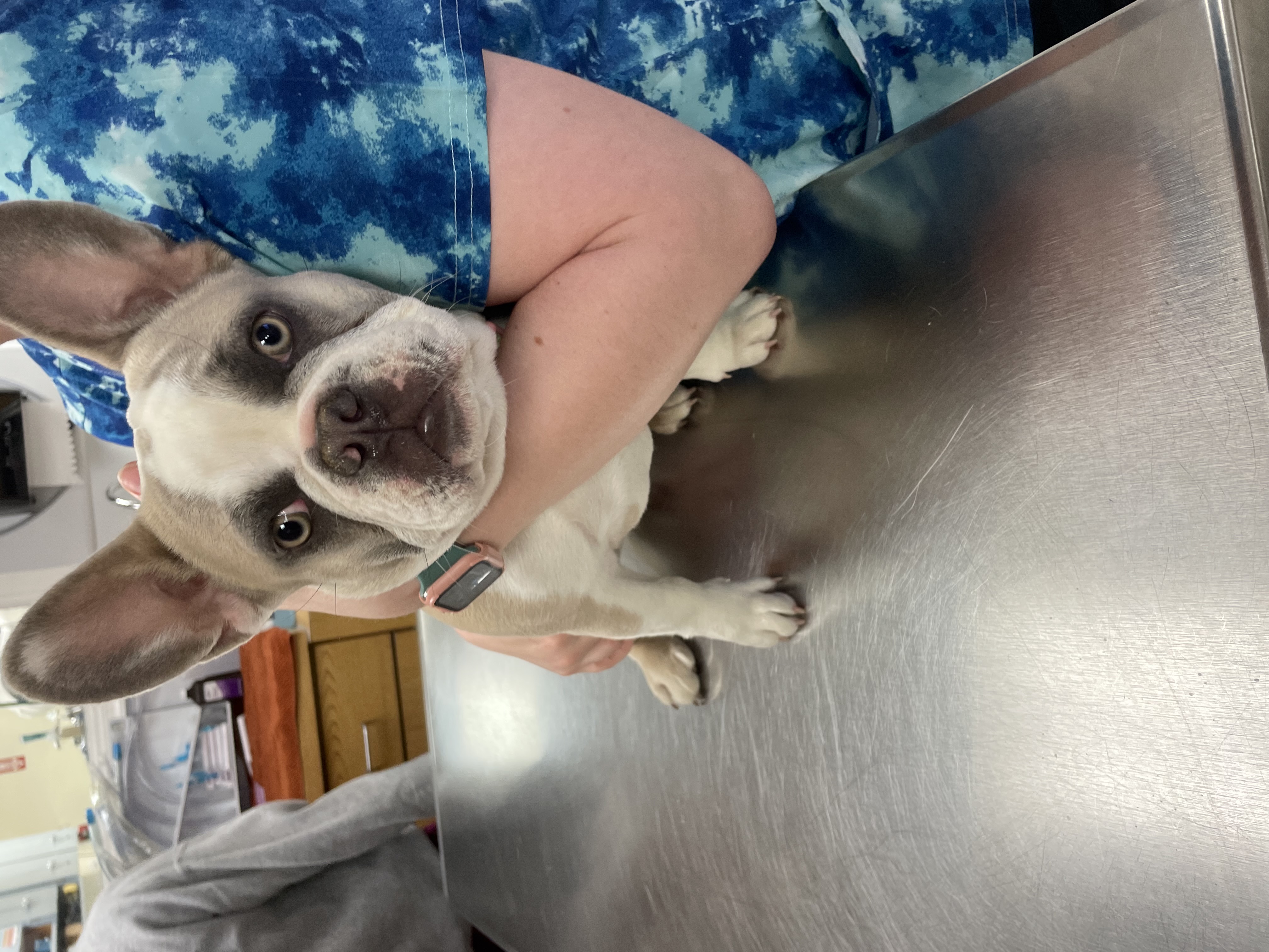 White and Brown Dog on Table at Ferry Farm Animal Clinic