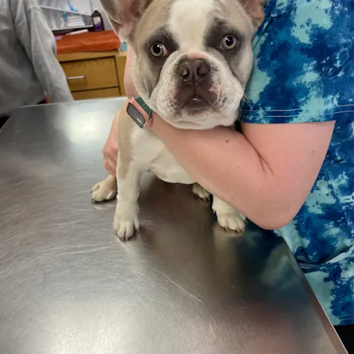 White and Brown Dog on Table at Ferry Farm Animal Clinic White and Brown Dog on Table at Ferry Farm Animal Clinic