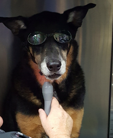 IMAGE - [GALLERY] I-20 Animal Hospital 1268 - A black/brown dog wearing sunglasses