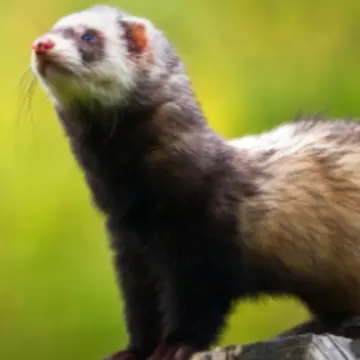 A brown ferret in front of a green background A brown ferret in front of a green background