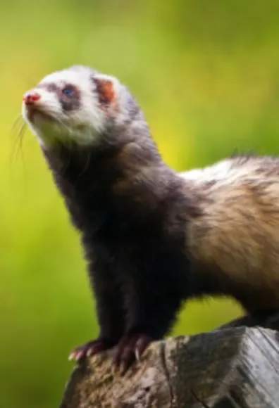 A brown ferret in front of a green background