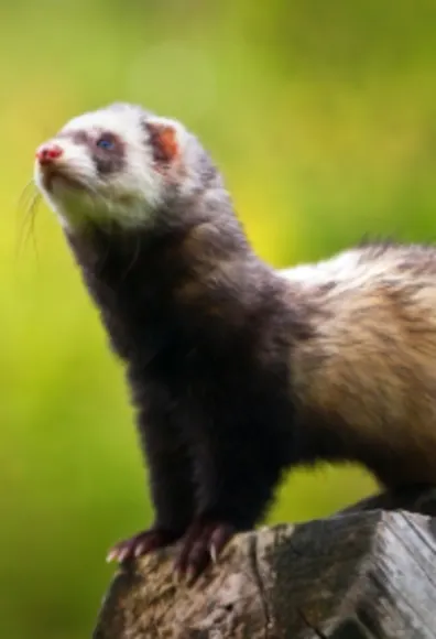 A brown ferret in front of a green background A brown ferret in front of a green background