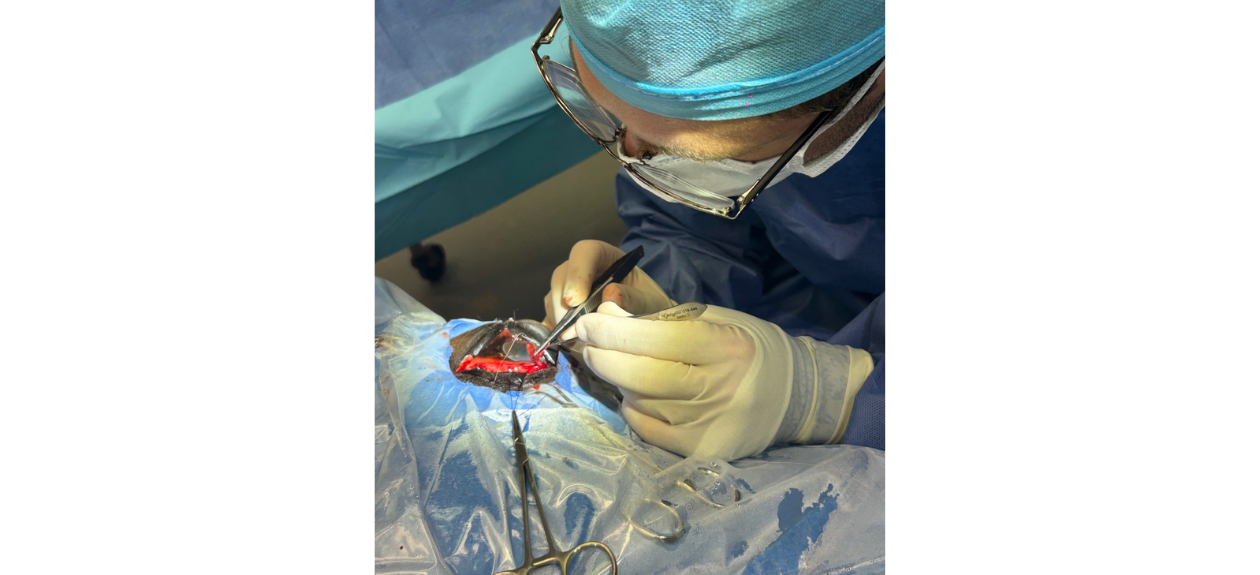 Equine Surgery