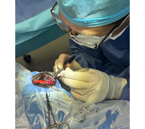 Equine Surgery Equine Surgery