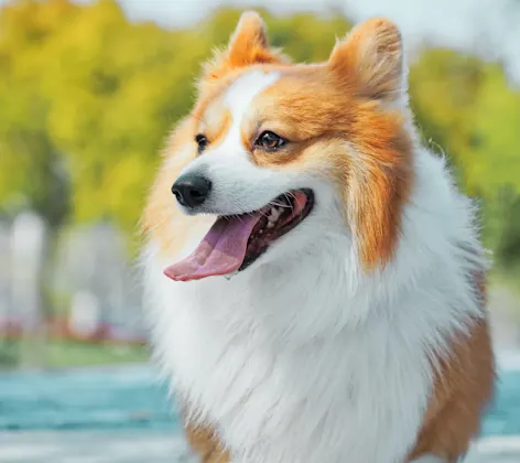 A small dog walking on the street A small dog walking on the street