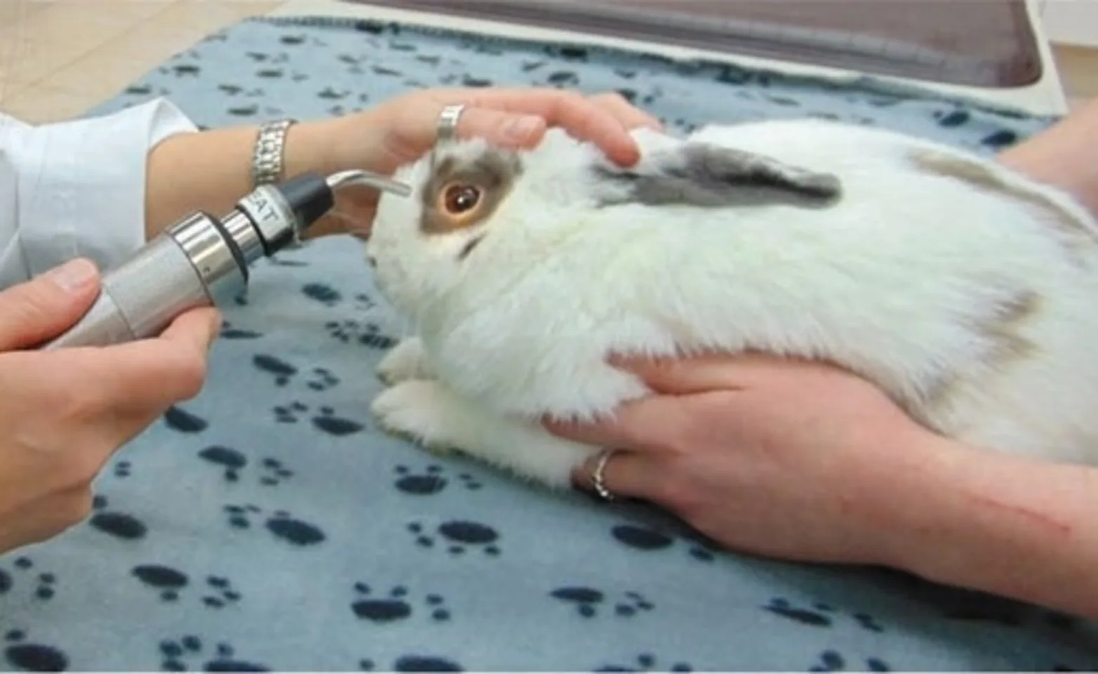 Vet examining rabbit's eye Vet examining rabbit's eye