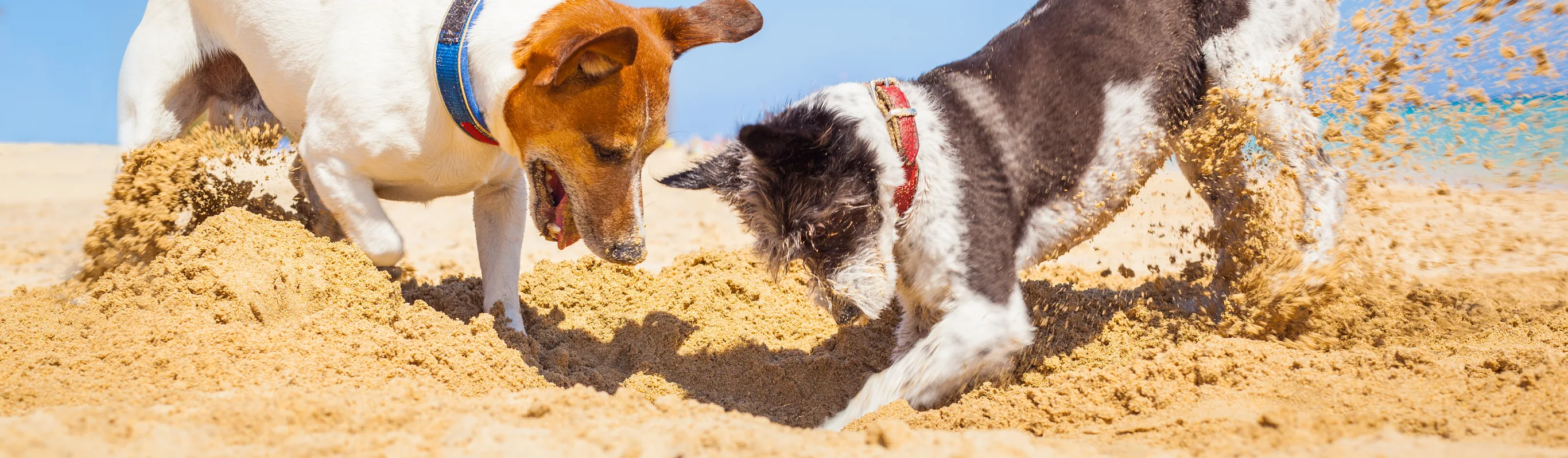 two dogs digging a hole in the sand