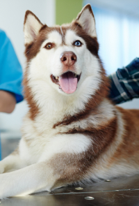 Husky Laying on Exam Table Looking at Camera