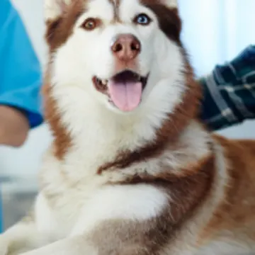 Husky Laying on Exam Table Looking at Camera Husky Laying on Exam Table Looking at Camera