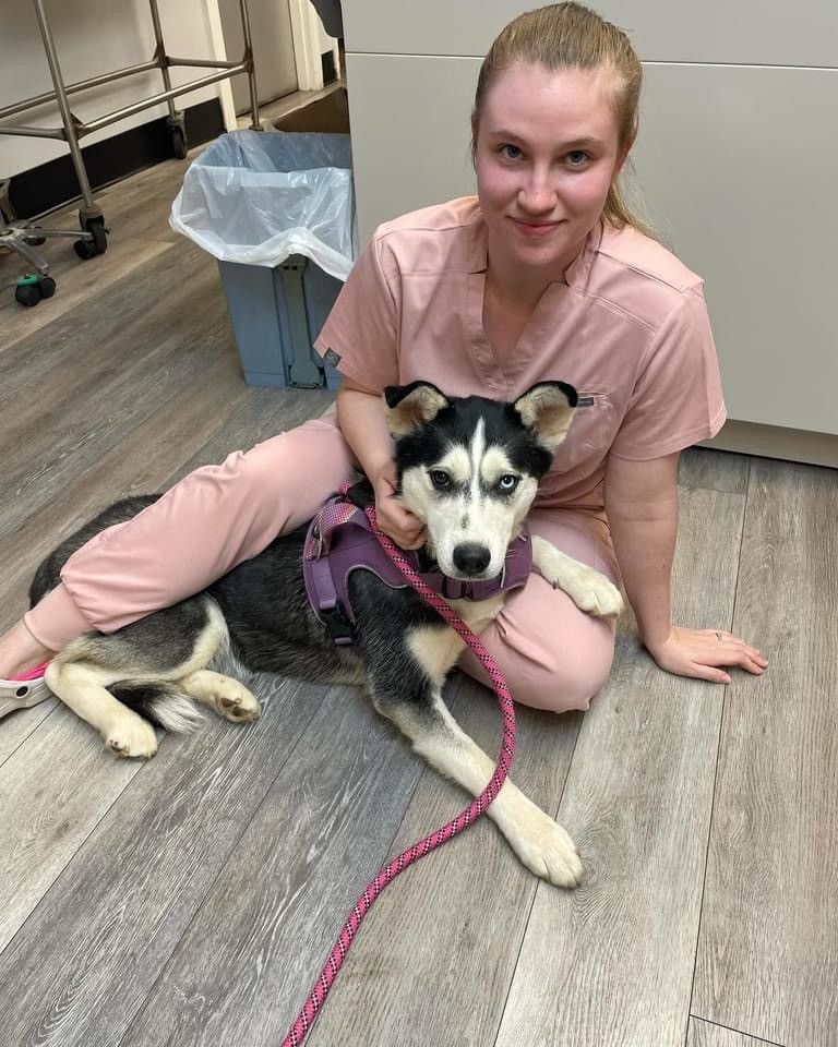 Husky (Dog) Laying with Our Staff Member at Ferry Farm Animal Clinic