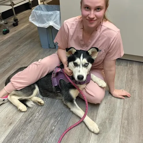 Husky (Dog) Laying with Our Staff Member at Ferry Farm Animal Clinic Husky (Dog) Laying with Our Staff Member at Ferry Farm Animal Clinic