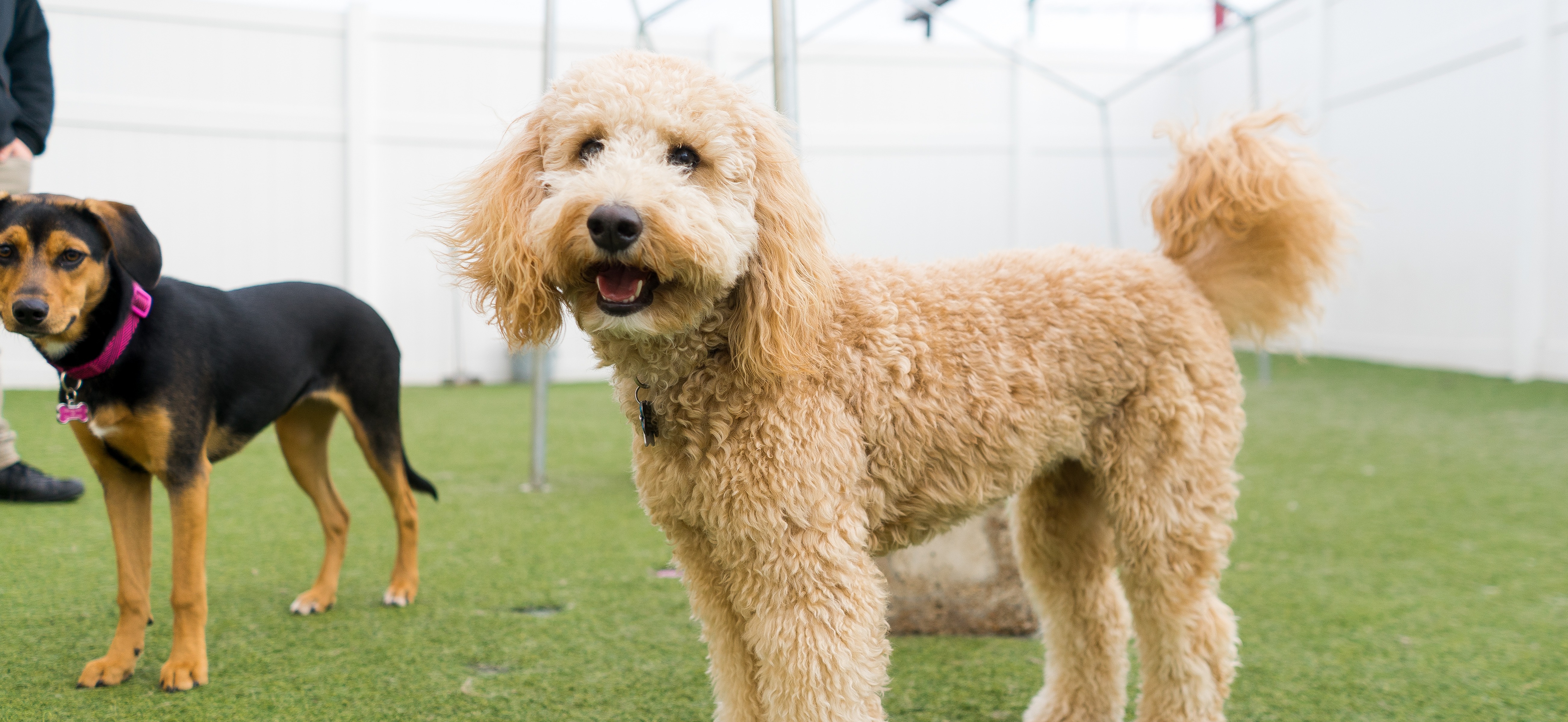 Dog Boarding in St. Louis, MO No Leash Needed