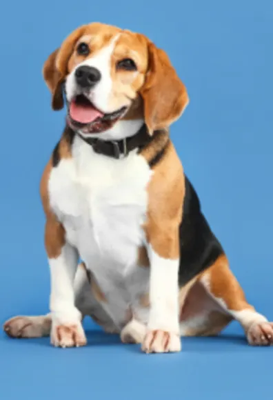 A Happy Dog Sitting with its Tongue Out