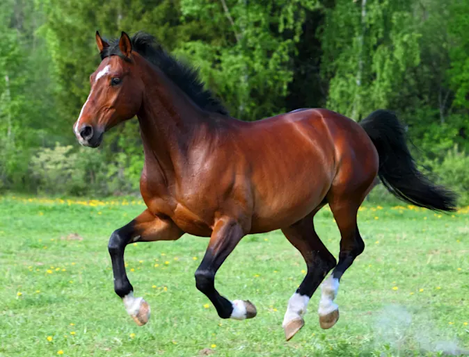 Dark Brown Horse Running Through a Grassy Field Dark Brown Horse Running Through a Grassy Field