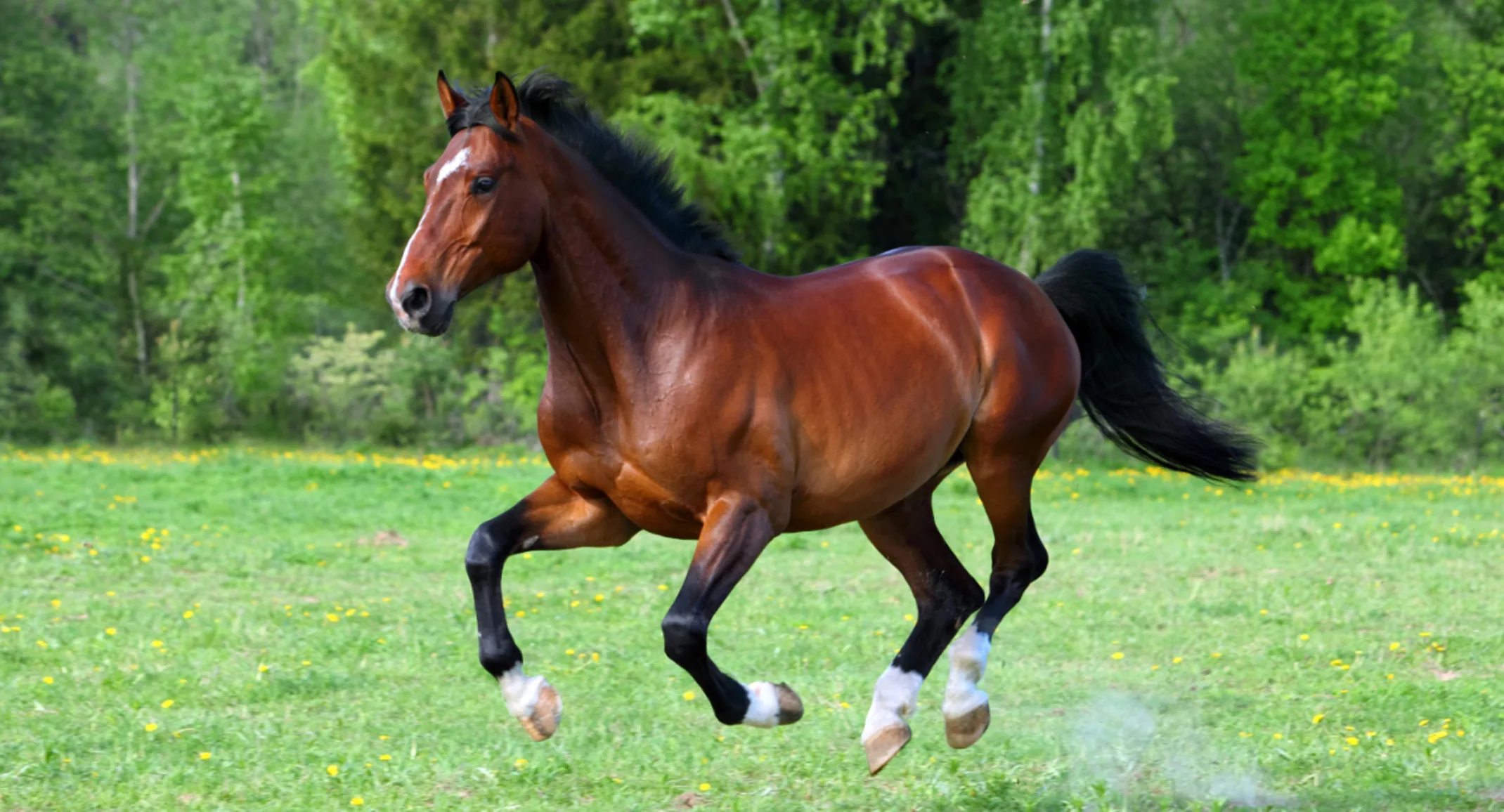 Dark Brown Horse Running Through a Grassy Field Dark Brown Horse Running Through a Grassy Field