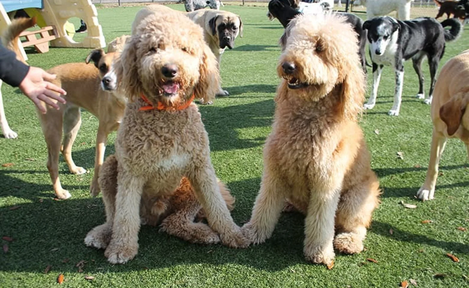 Grassy playyard full of dogs and the two dogs in the center of the image are touching paws