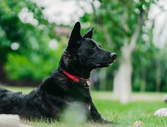 Dog with a red collar laying in the grass