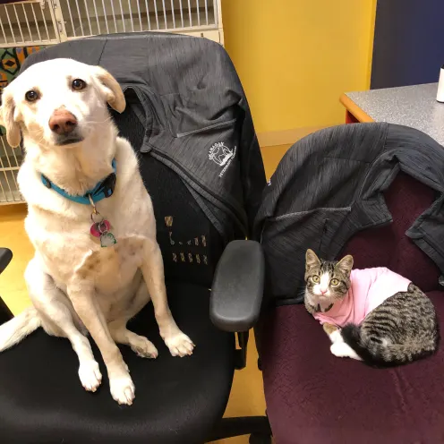 dog and cat sitting in office chairs