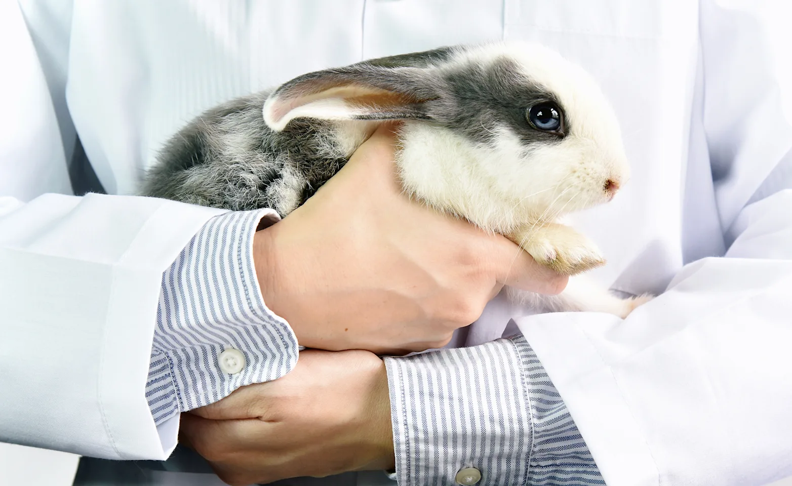 Man holding rabbit Man holding rabbit