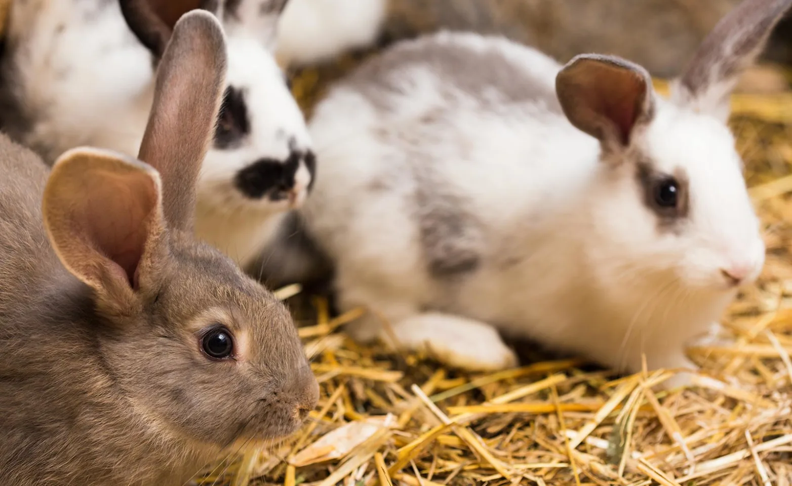 Three rabbits sitting in hay