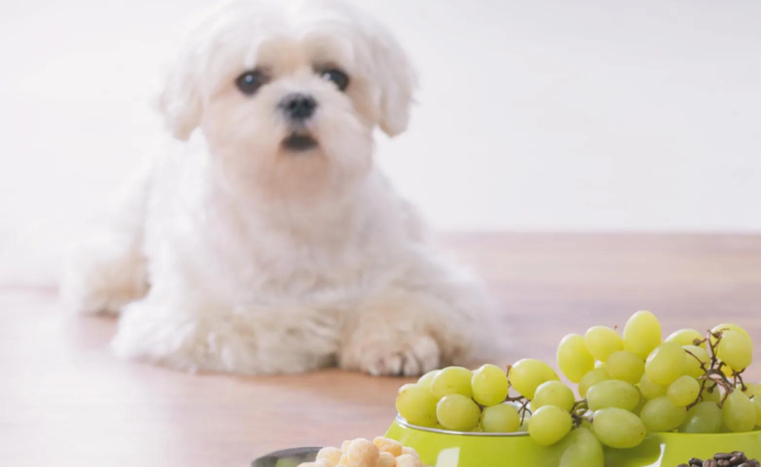 Dog with a bowl of grapes Dog with a bowl of grapes