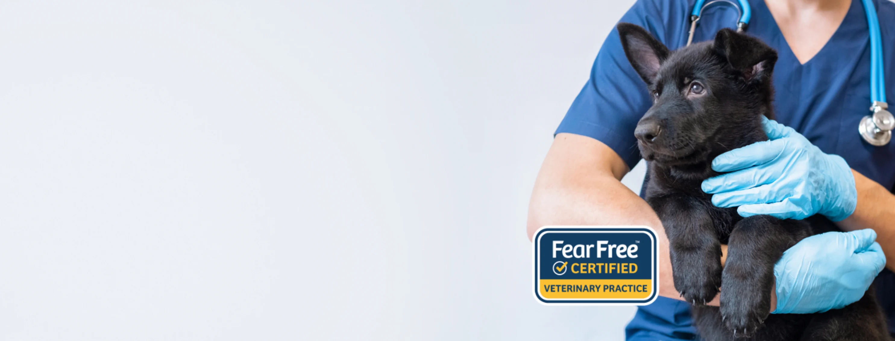Veterinarian Holding a Black Dog with Fear Free Certification Veterinarian Holding a Black Dog with Fear Free Certification