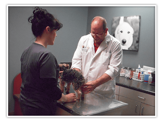 Staff working at Forest Hill Animal Hospital
