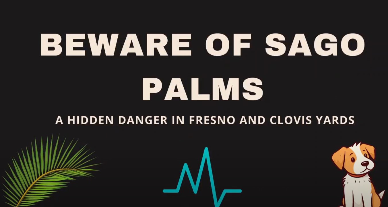 Beware of Sago Palms: A hidden Fresno and Clovis yards 