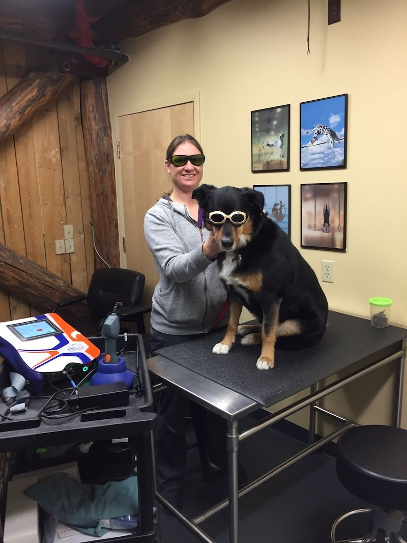 Dog named Karly receiving treatment 