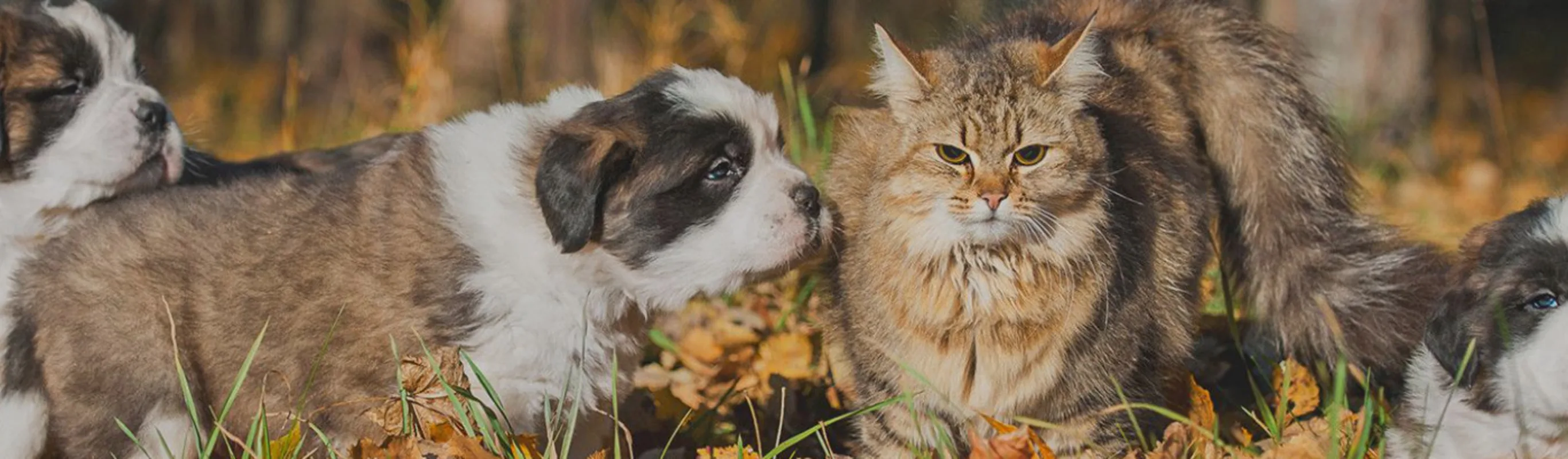 Three Dogs and a Cat Playing in Autumn Leaves