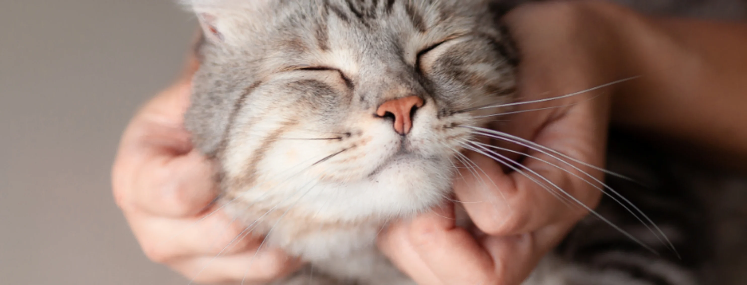 Close Up of a Person Scratching a Cat's Face Close Up of a Person Scratching a Cat's Face