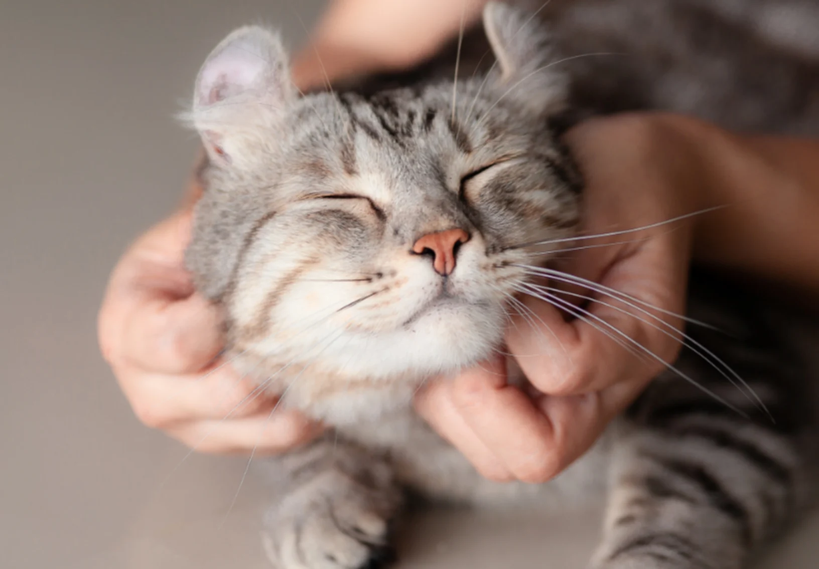 Close Up of a Person Scratching a Cat's Face Close Up of a Person Scratching a Cat's Face