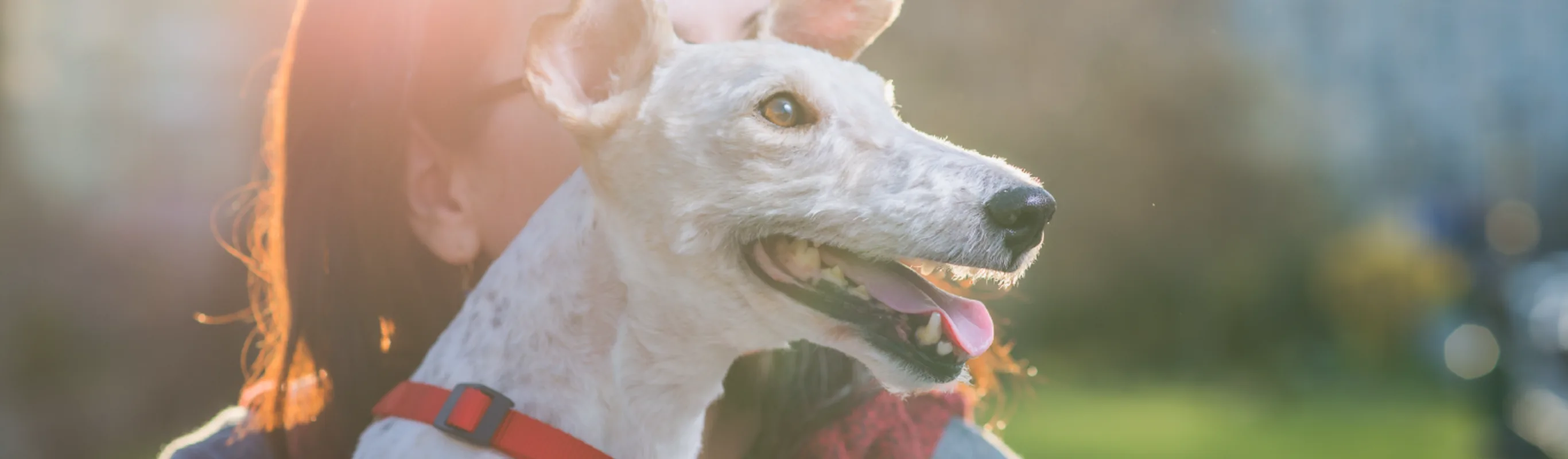 Dog at the park with its owner