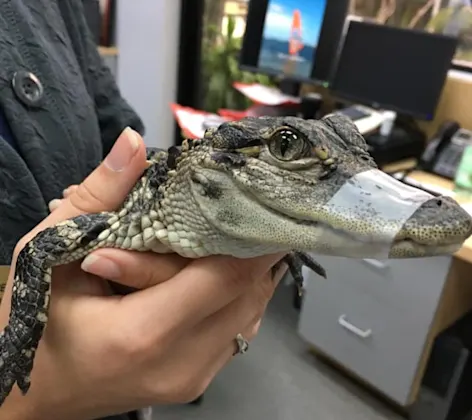 Alligator being cared for at St. John's Veterinary Hospital Alligator being cared for at St. John's Veterinary Hospital