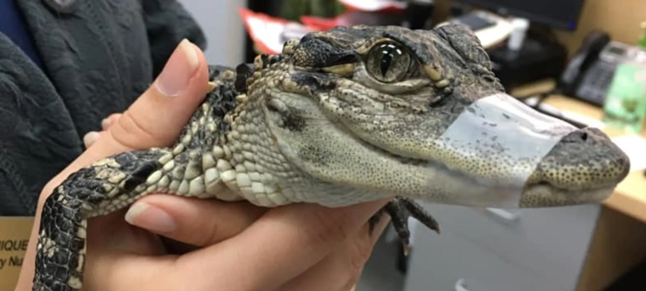 Alligator being cared for at St. John's Veterinary Hospital