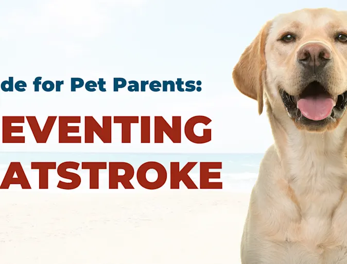 Heatstroke safety blog photo with Labrador retriever smiling Heatstroke safety blog photo with Labrador retriever smiling
