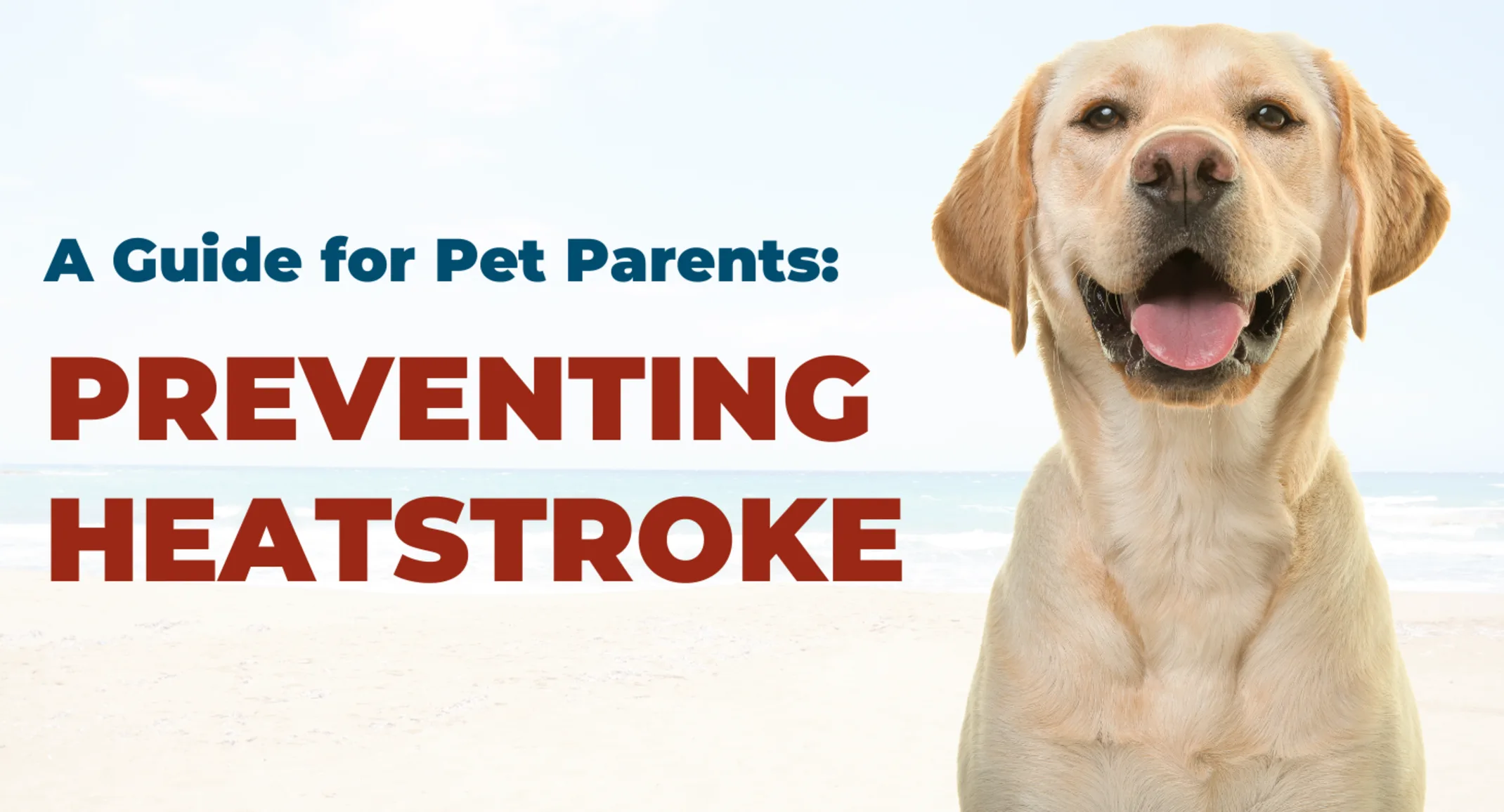 Heatstroke safety blog photo with Labrador retriever smiling Heatstroke safety blog photo with Labrador retriever smiling