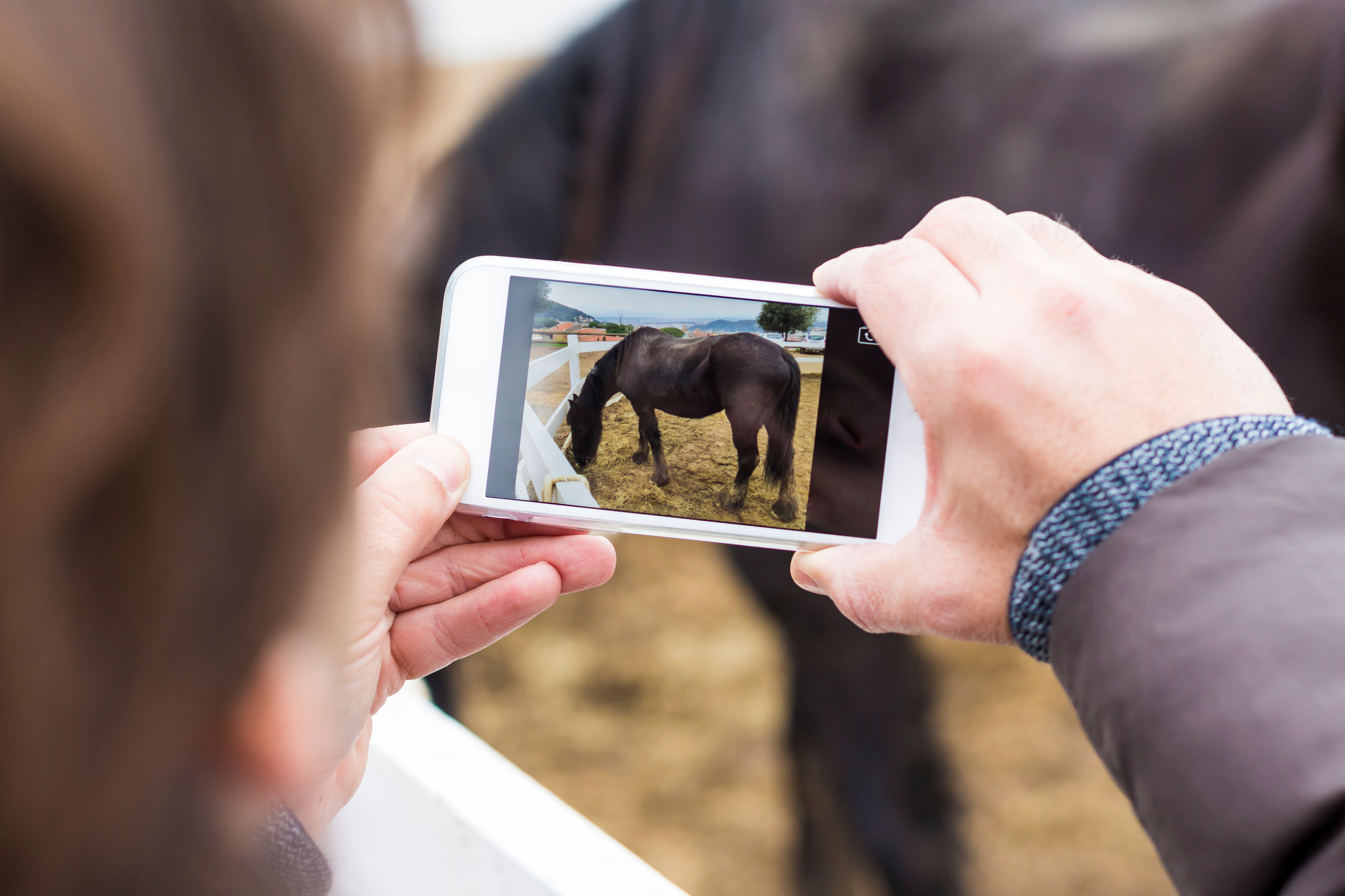 Taking photo of horse