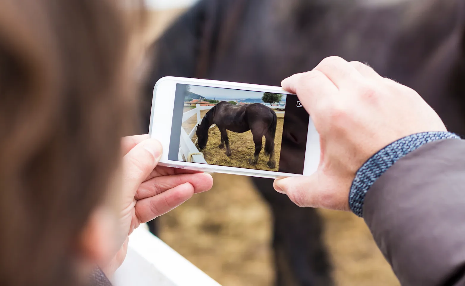 Taking photo of horse Taking photo of horse