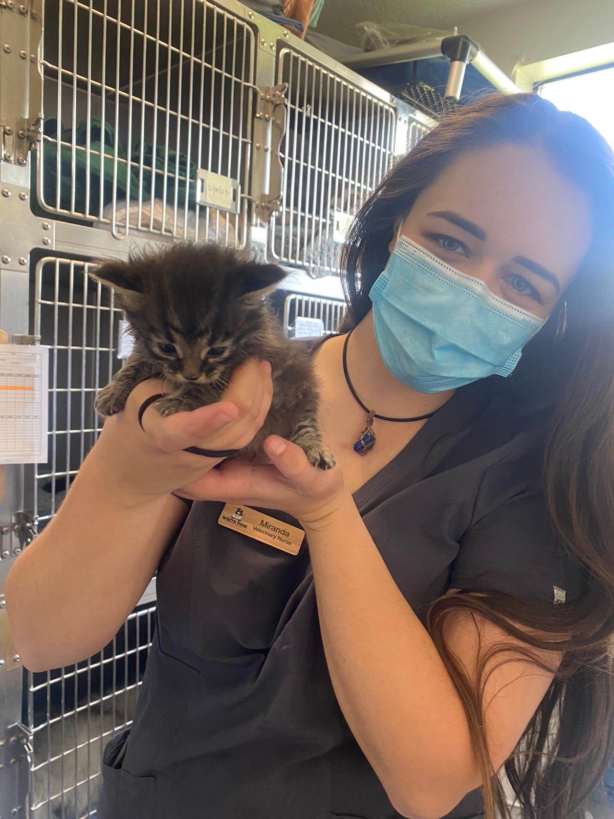 Woman with long dark hair holding tiny kitten.