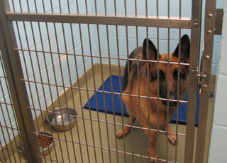 Poquoson Veterinary Hospital Dog Boarding. An adult brown German Shephard is in their designated cubicle cage for their boarding area.