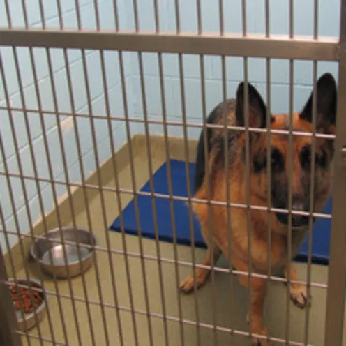 Poquoson Veterinary Hospital Dog Boarding. An adult brown German Shephard is in their designated cubicle cage for their boarding area.