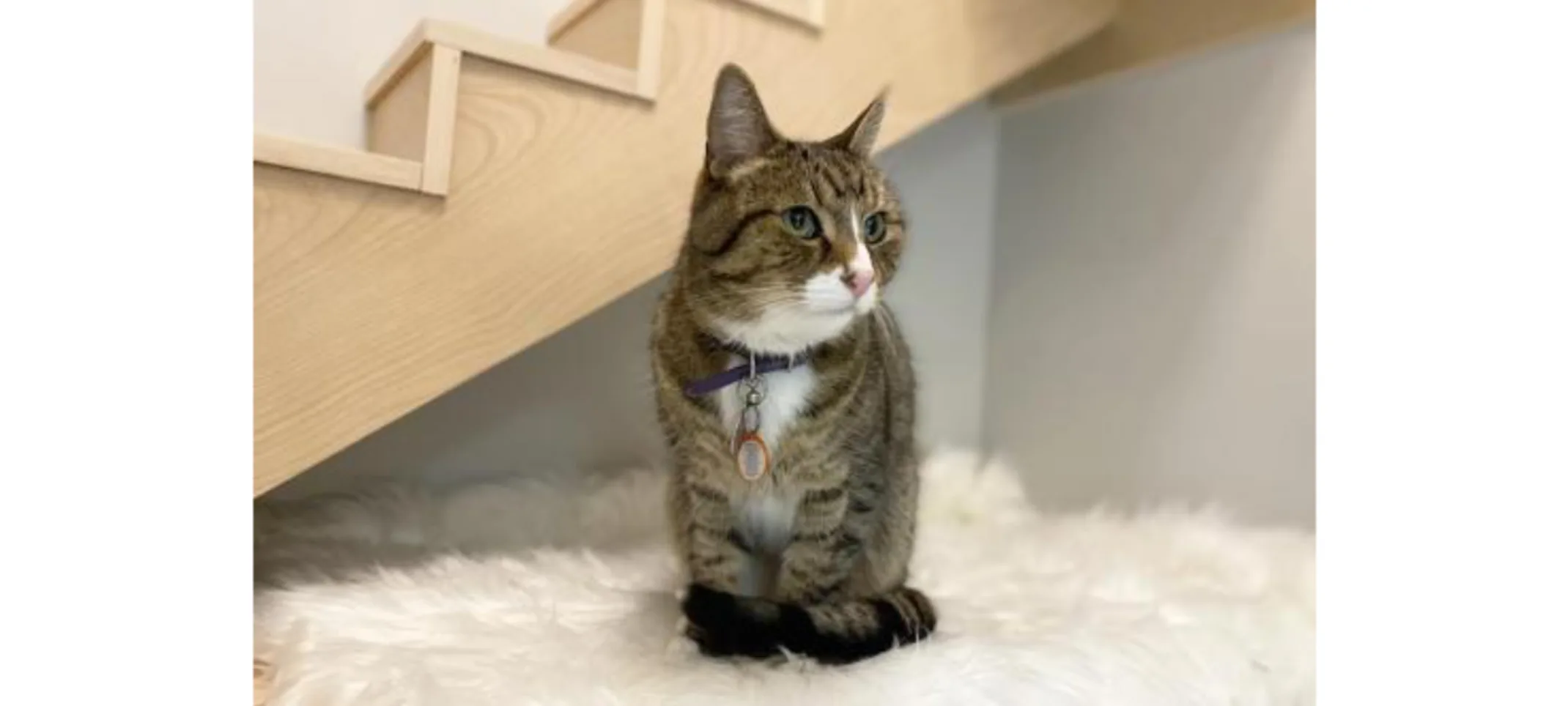 Cat sitting down Cat sitting down