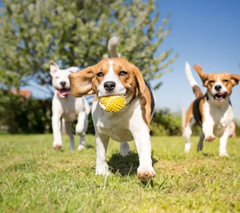 Puppies playing with Tennis Ball Puppies playing with Tennis Ball