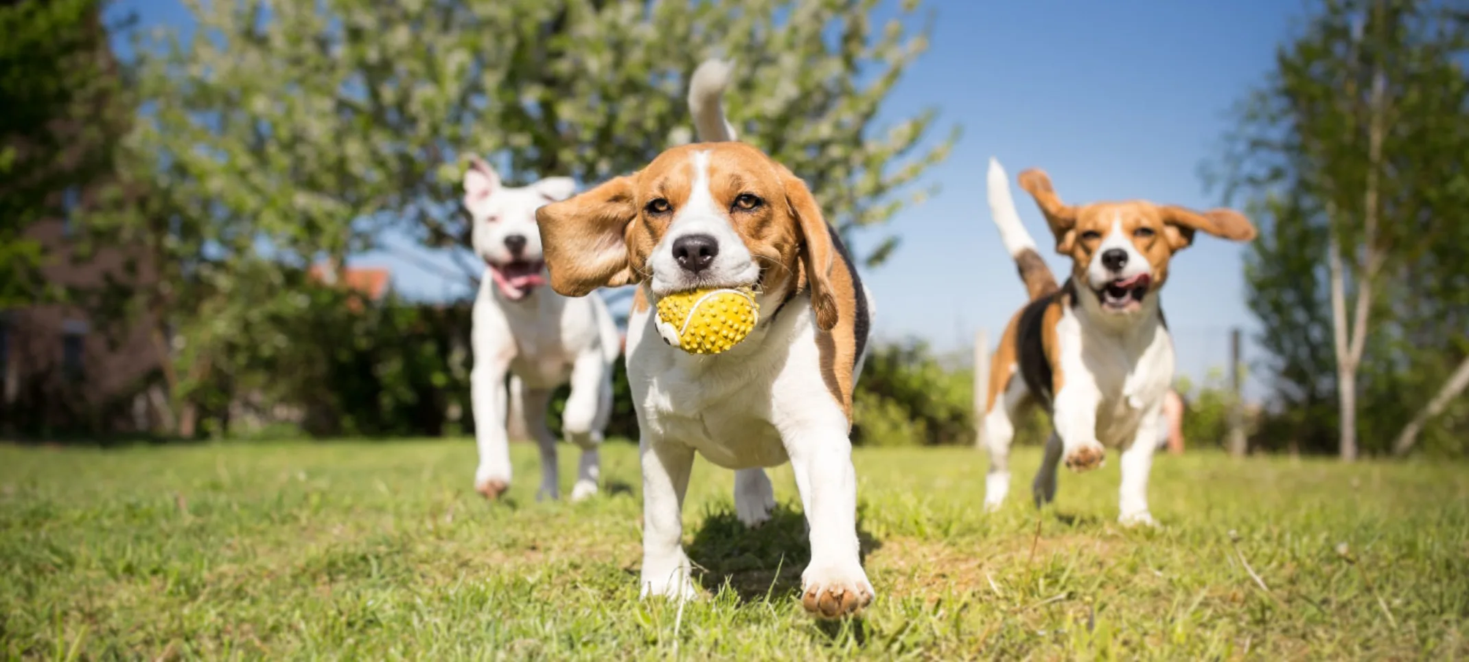 Puppies playing with Tennis Ball