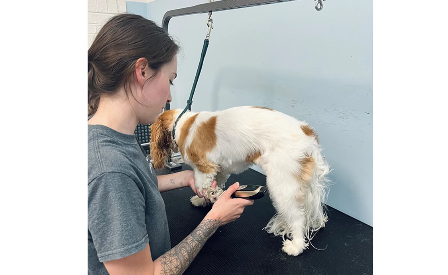 White dog with brown spots on grooming table White dog with brown spots on grooming table