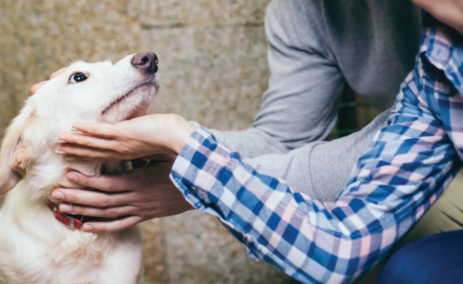 Dog at shelter being adopted by a family Dog at shelter being adopted by a family