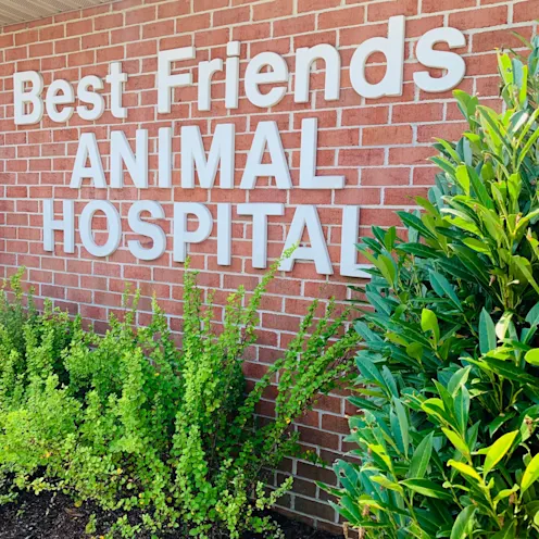 Best Friends Animal Hospital Signage Best Friends Animal Hospital Signage