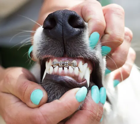 Doggie braces